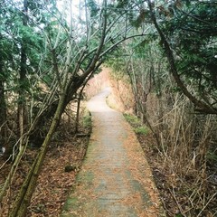 path in forest