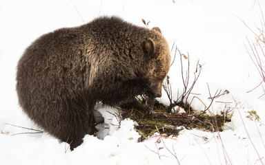 Grizzly bear cubs in the wild
