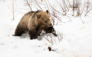 Obraz premium Grizzly bear cubs in the wild