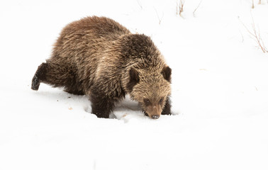 Naklejka premium Grizzly bear cubs in the wild