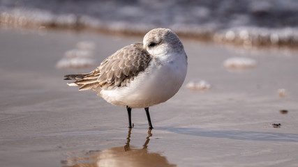 Obraz premium Strandläufer