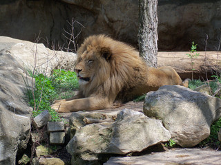 Lion panting while resting on rocks