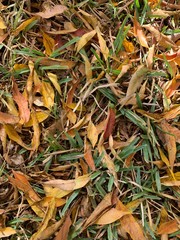 Colorful autumn leaves on the ground