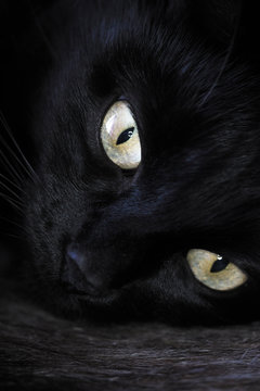 black cat with bright, big eyes