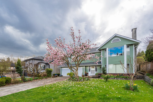 Houses in suburb with Spring Blossom in the north America. Luxury houses with nice white and pink coloured landscape.