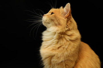 Beautiful fluffy red cat with a long mustache sits on a black background. Big beautiful cat with long hair in profile. Pet, cute animal