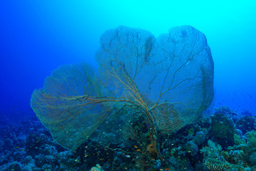 Coral Reef at the Red Sea, Egypt