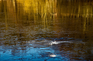 Snowball hitting the surface of a pond tinged with blue, brown and gold reflections of tall trees and sky 