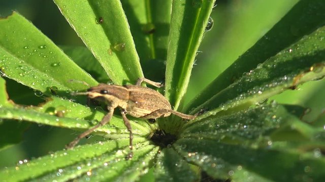Weevils are type of beetle belonging to superfamily Curculionoidea. Sitona gressorius, sits on green leaf in wildlife by an insect. Macro view in nature