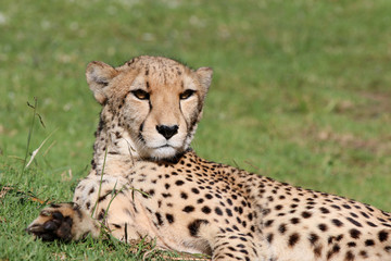 Gepard (Acinonyx jubatus) in Südafrika