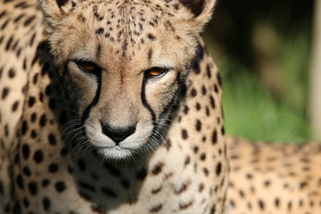 Gepard (Acinonyx jubatus) in Südafrika
