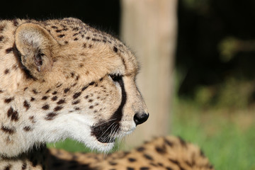 Gepard (Acinonyx jubatus) in Südafrika