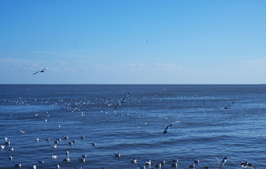 Seagull life in the open sea