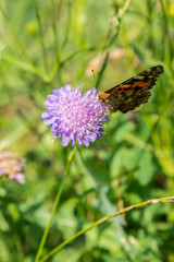 Butterfly on a purple flower on the field. close up. vertical photo