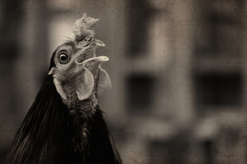 Rustic style photo of rooster bird crowing close up on chicken farm.