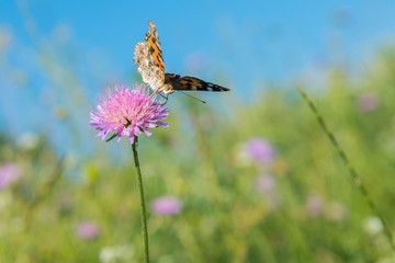 Butterfly on a flower in a field. Butterfly On Grass Field With Warm Light