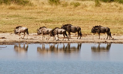 Naklejka na ściany i meble herd of wildebeest in Mana Pools national park Zimbabwe africa