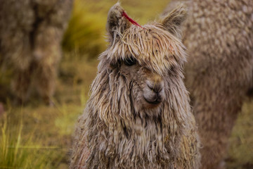 Fototapeta premium Wild Alpaca in Cusco Peru