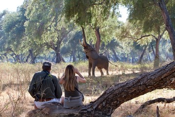 Bull elephant trying to reach fruits on the tree with a blonde girl tourist and armed ranger observing, Mana Pools National Park, Zimbabwe 