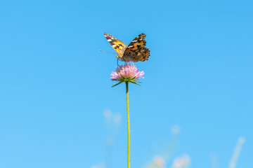 Butterfly on a purple flower against the blue sky. copy space