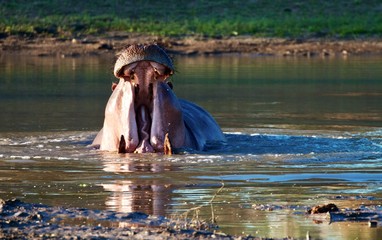 Hippopotamus in water opening mouth