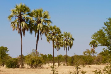 Obraz premium palm trees on the savanna, Mana Pools National Park, Zimbabwe 