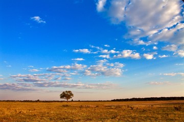 Obraz na płótnie Canvas African landscape with isolated acacia tree and blue sky on the background 