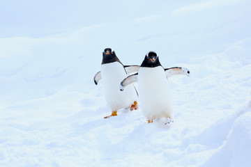 ジェンツーペンギン © kiyopayo