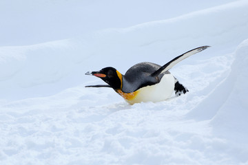 キングペンギン
