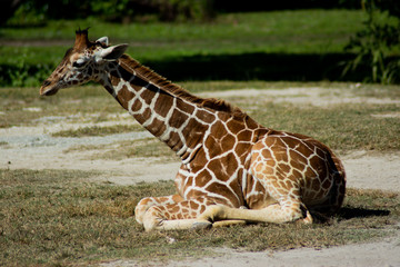 Obraz na płótnie Canvas Giraffes at Zoo