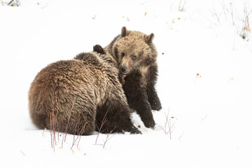 Grizzly bear cubs in the winter © Jillian