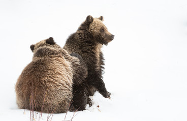 Grizzly bear cubs in the winter