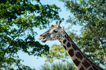 Giraffes at Zoo