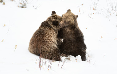 Grizzly bear cubs in the winter