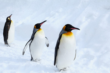 Fototapeta premium キングペンギン
