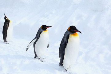 キングペンギン