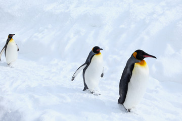 キングペンギン