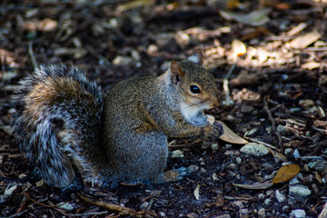 Squirrel eating