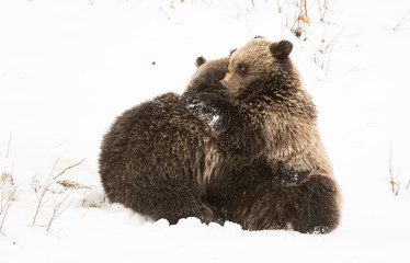 Grizzly bear cubs in the winter