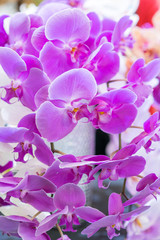 Fototapeta na wymiar Purple orchid. Fresh flowers close-up. vertical photo