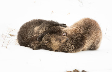 Grizzly bear cubs in the winter
