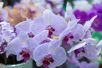 Obraz na płótnie Canvas Purple orchid. Fresh flowers close-up