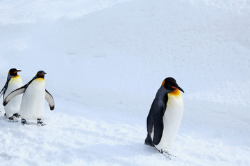 キングペンギンの散歩