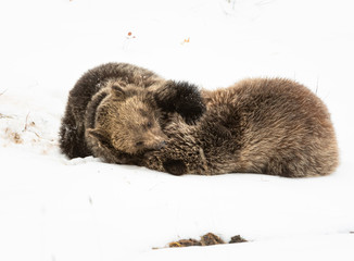 Obraz premium Grizzly bear cubs in the winter