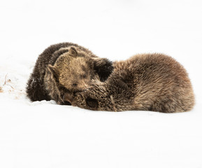 Obraz premium Grizzly bear cubs in the winter