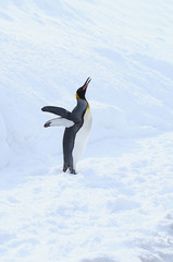 キングペンギン