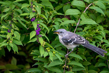 Mockingbird Perched on branch with beak open