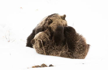 Grizzly bear cubs in the winter © Jillian