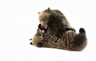 Grizzly bear cubs in the winter