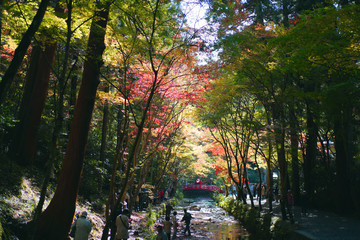 秋の紅葉と橋